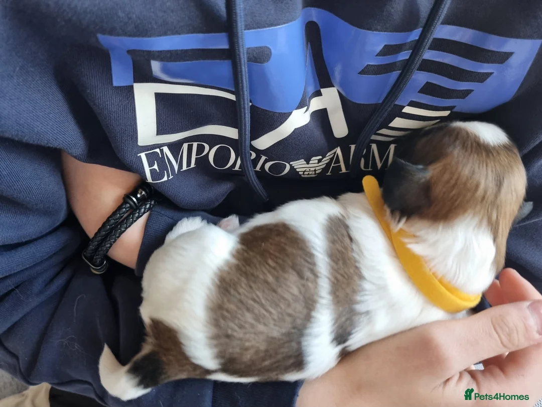 Shih Tzu dogs for sale: Shih tzu puppies for sale - Advert 35