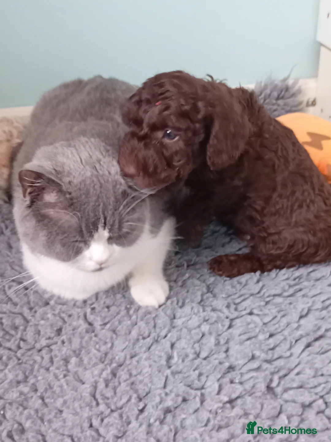 Goldendoodle dogs for sale: Adorable Miniature Double Doodle puppies  - Advert 6