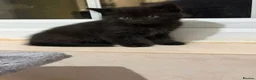 Mixed Breed cats for sale: British Shorthair Kittens (Mixed) in Hounslow - Advert 8