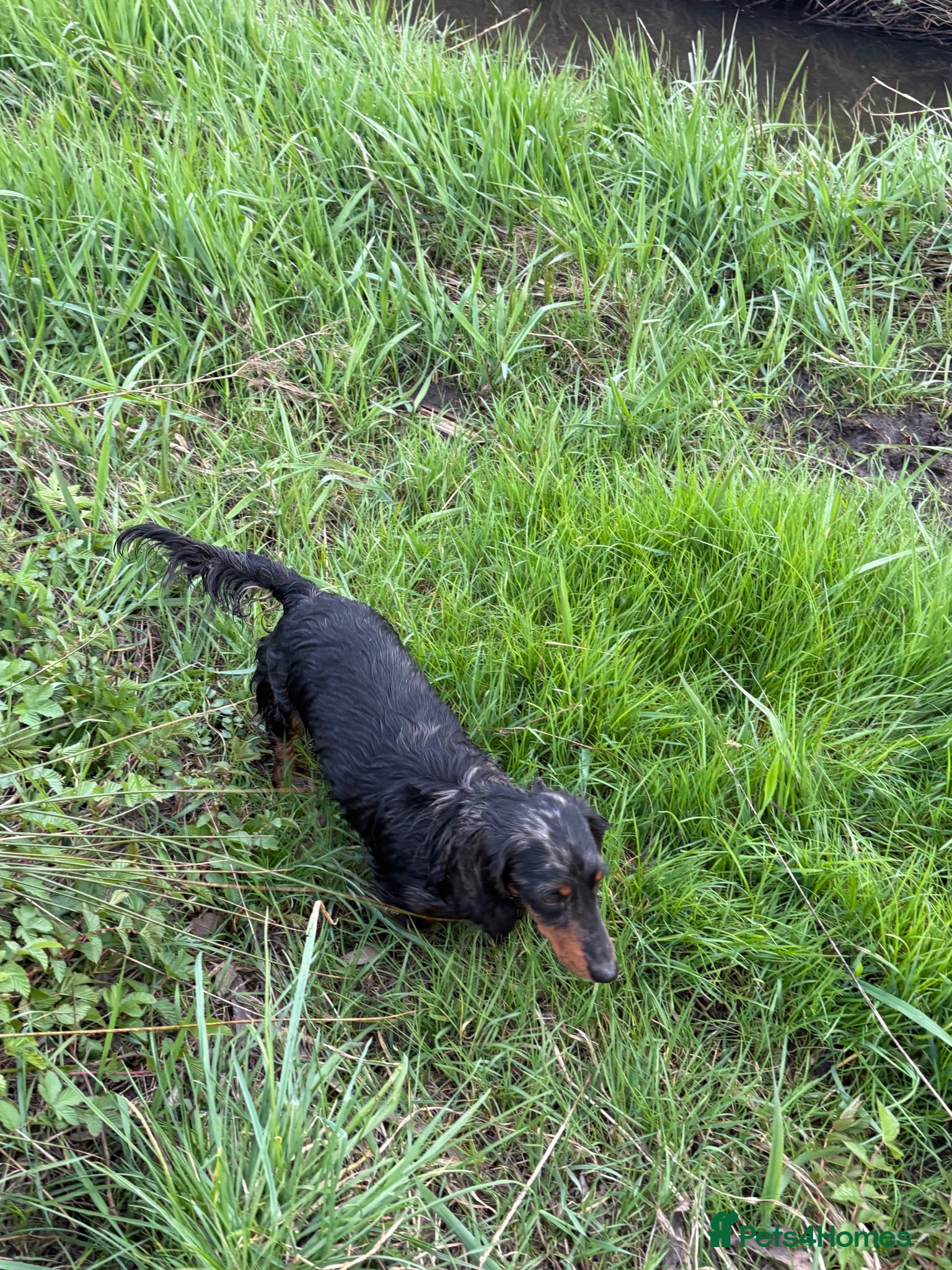 Miniature Dachshund dogs Miniature Dachshund long haired (KC REG) - Advert 14