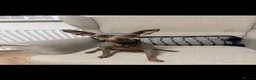 Miniature Pinscher dogs for sale: Adult male Min Pin (entire) - Advert 3