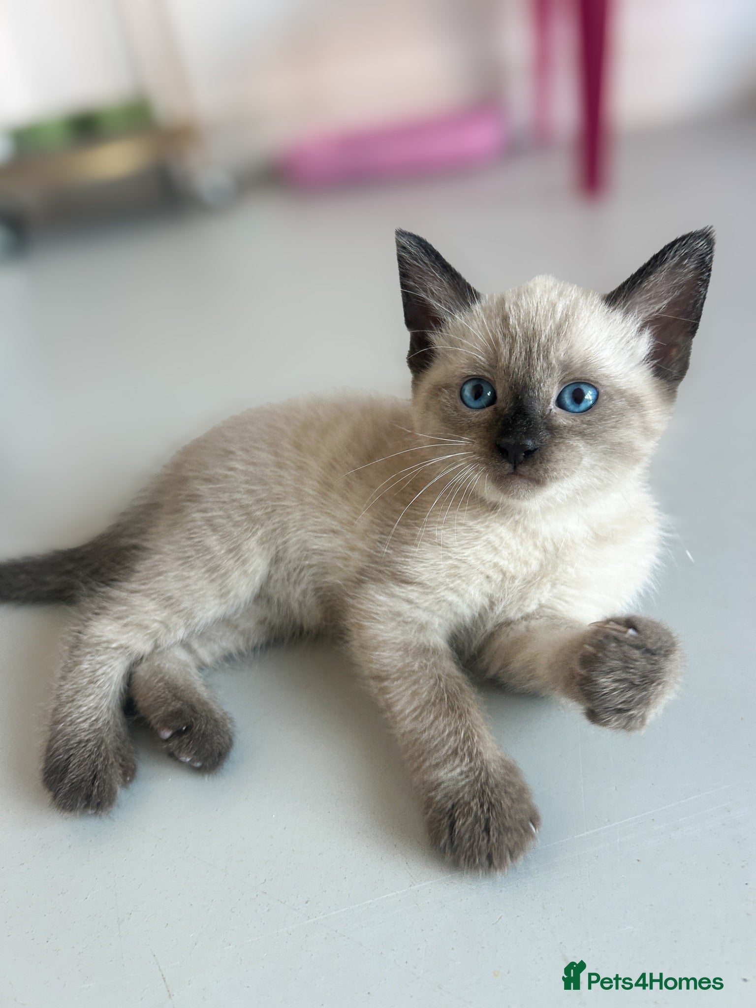 Mixed Breed cats Siamese x Bombay  - Advert 3