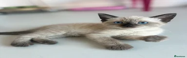Mixed Breed 1