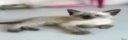Mixed Breed cats for sale: Siamese x Bombay  - Advert 1