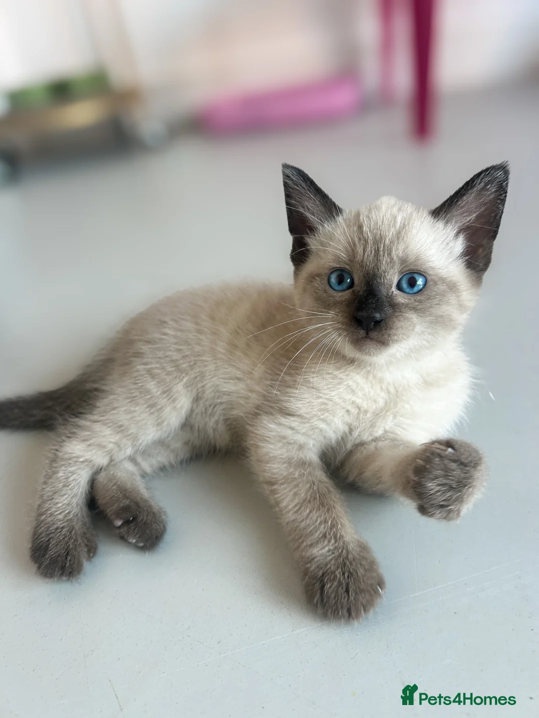 Mixed Breed cats for sale: Siamese x Bombay  - Advert 1