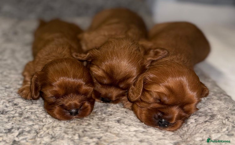 Cavalier King Charles Spaniel dogs - Advert 13