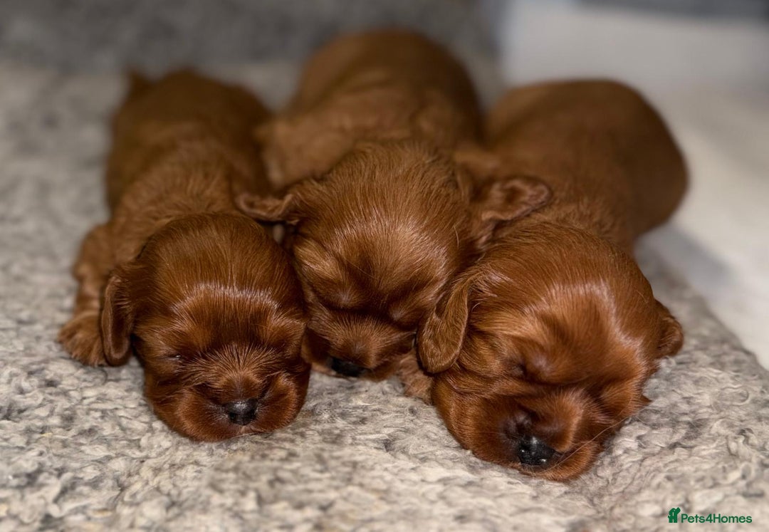 Cavalier King Charles Spaniel dogs for sale: GORGEOUS KC KING CHARLES CAVALIER PUPPYS - Image 2