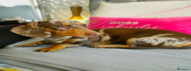 Bella