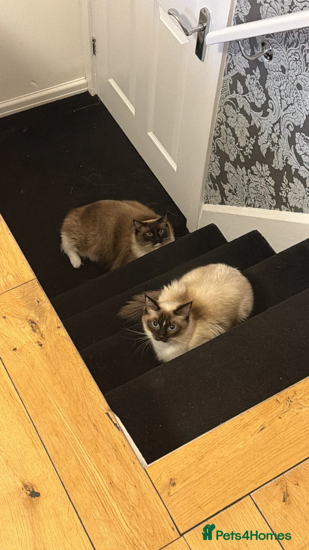 Ragdoll cats for sale: Two Beautiful Ragdoll Cats – Toby & Cleo - Advert 5