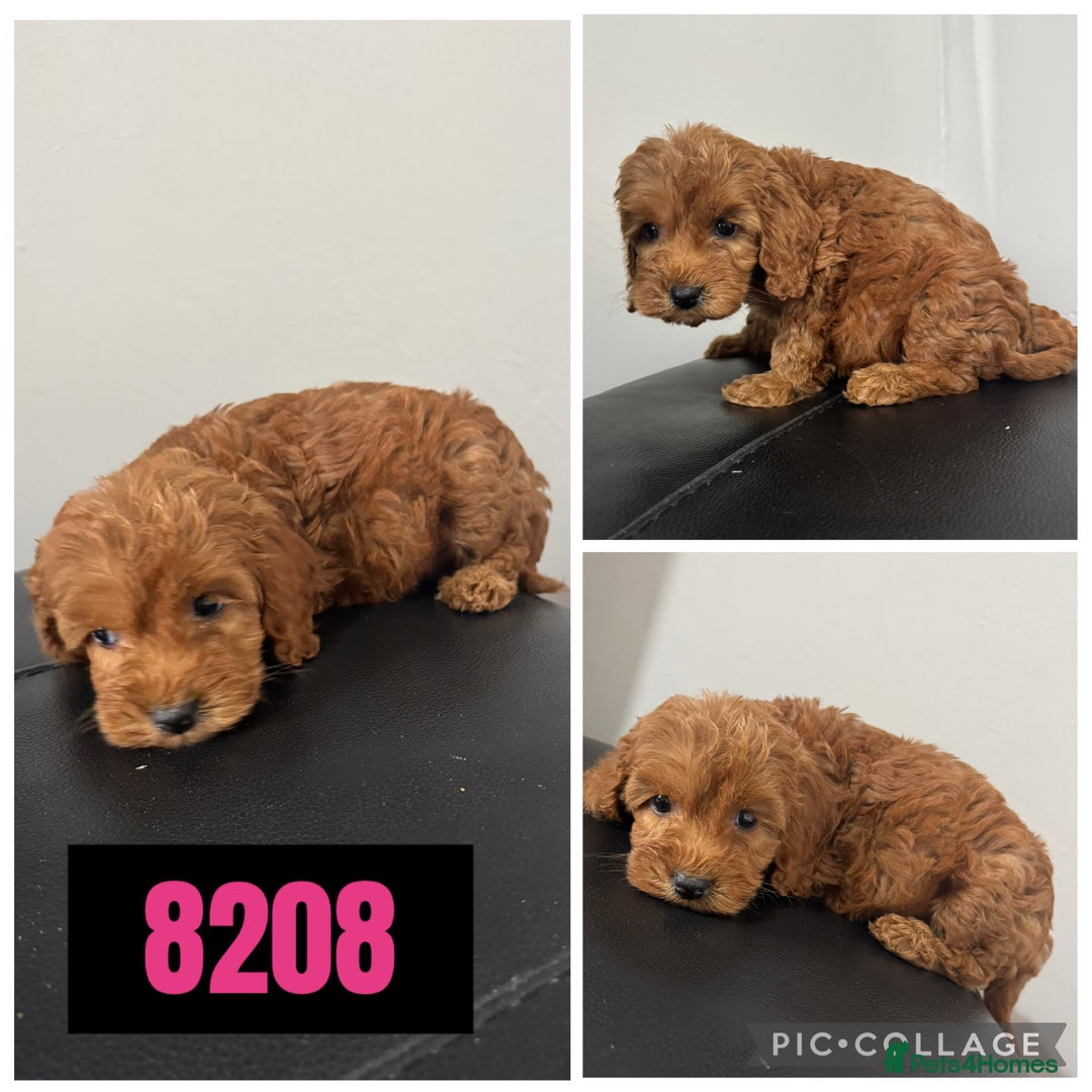 Cockapoo dogs for sale: Beautiful F1 TOY Cockapoos - Image 10