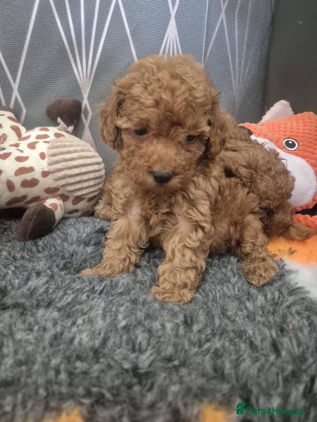 Miniature Poodle dogs for sale: KC Fox Red Miniature Poodle Boys - Image 12