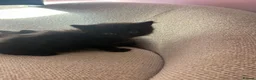 Mixed Breed cats for sale: 4 beautiful kittens  in Chester-le-Street - Advert 6