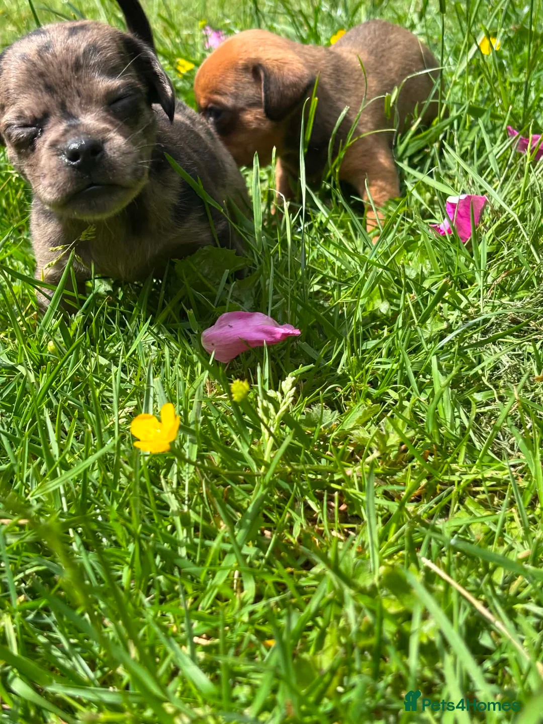 Mixed Breed dogs for sale: Pug X Dachund puppies - Advert 17