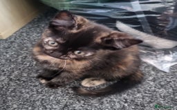 British Shorthair cats for sale: Sale kittens  - Image 3