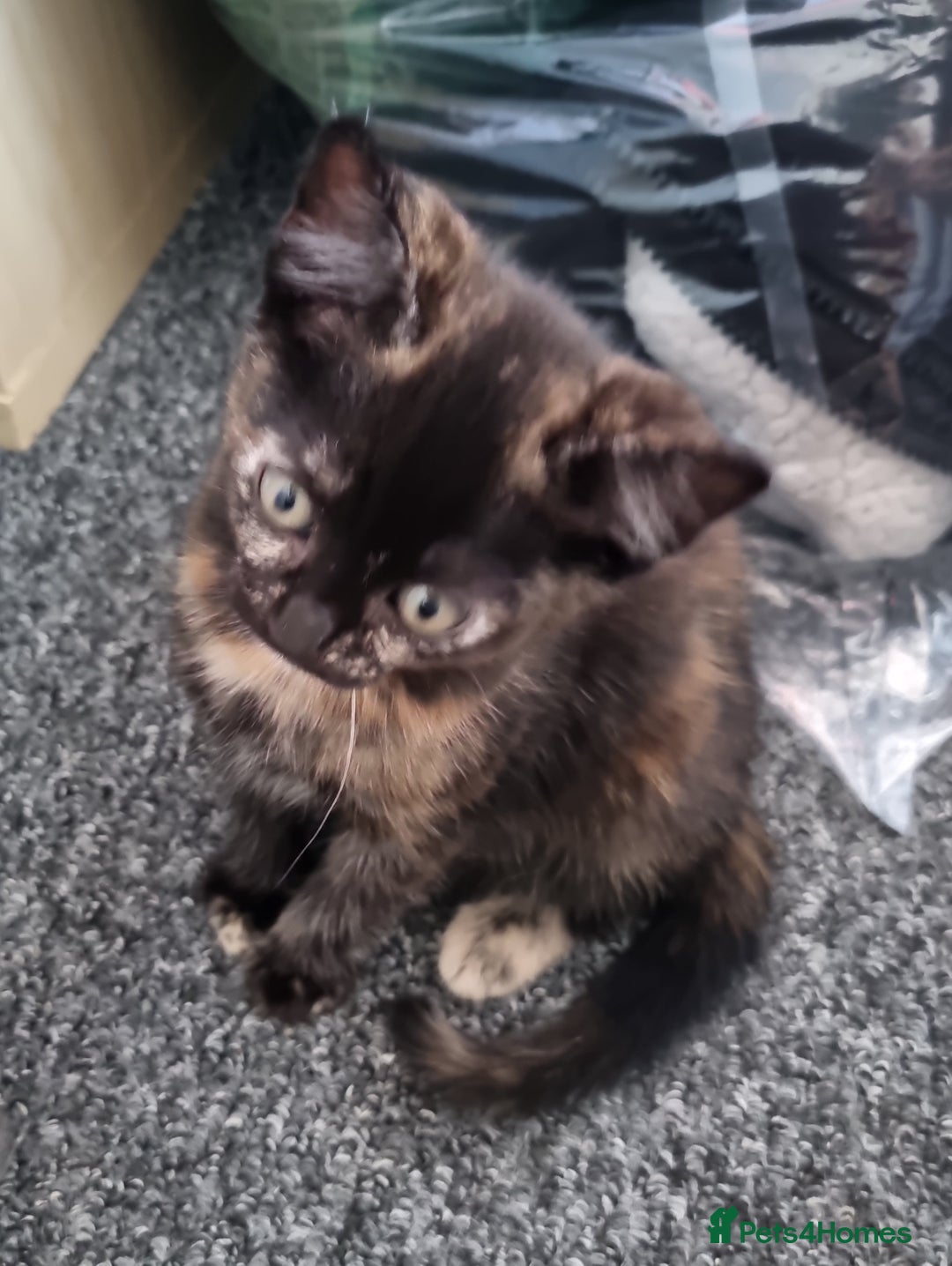 British Shorthair cats for sale: Sale kittens  - Image 3