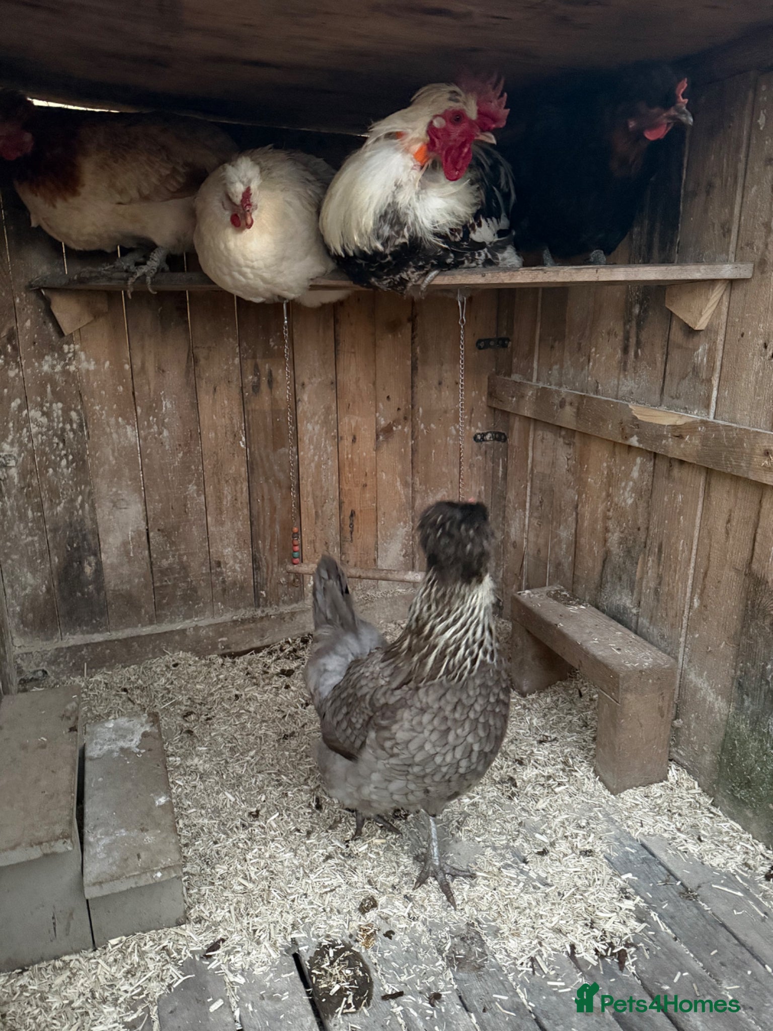 Chickens poultry Shetland Hen Hatching Eggs - Rare Olive Layer - Advert 15