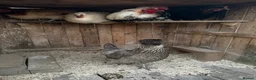 Chickens poultry for sale: Shetland Hen Hatching Eggs - Rare Olive Layer - Advert 1