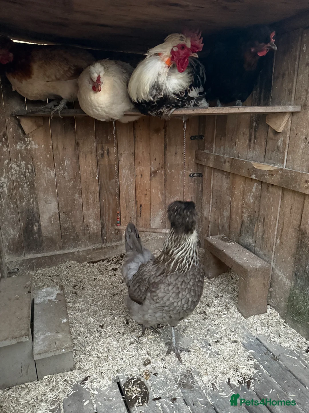 Chickens poultry for sale: Shetland Hen Hatching Eggs - Rare Olive Layer - Advert 1