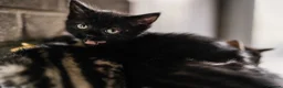 Mixed Breed cats for sale: LAST 2: British shorthair kittens - Advert 6