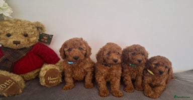 Cavapoo dogs - Advert 3