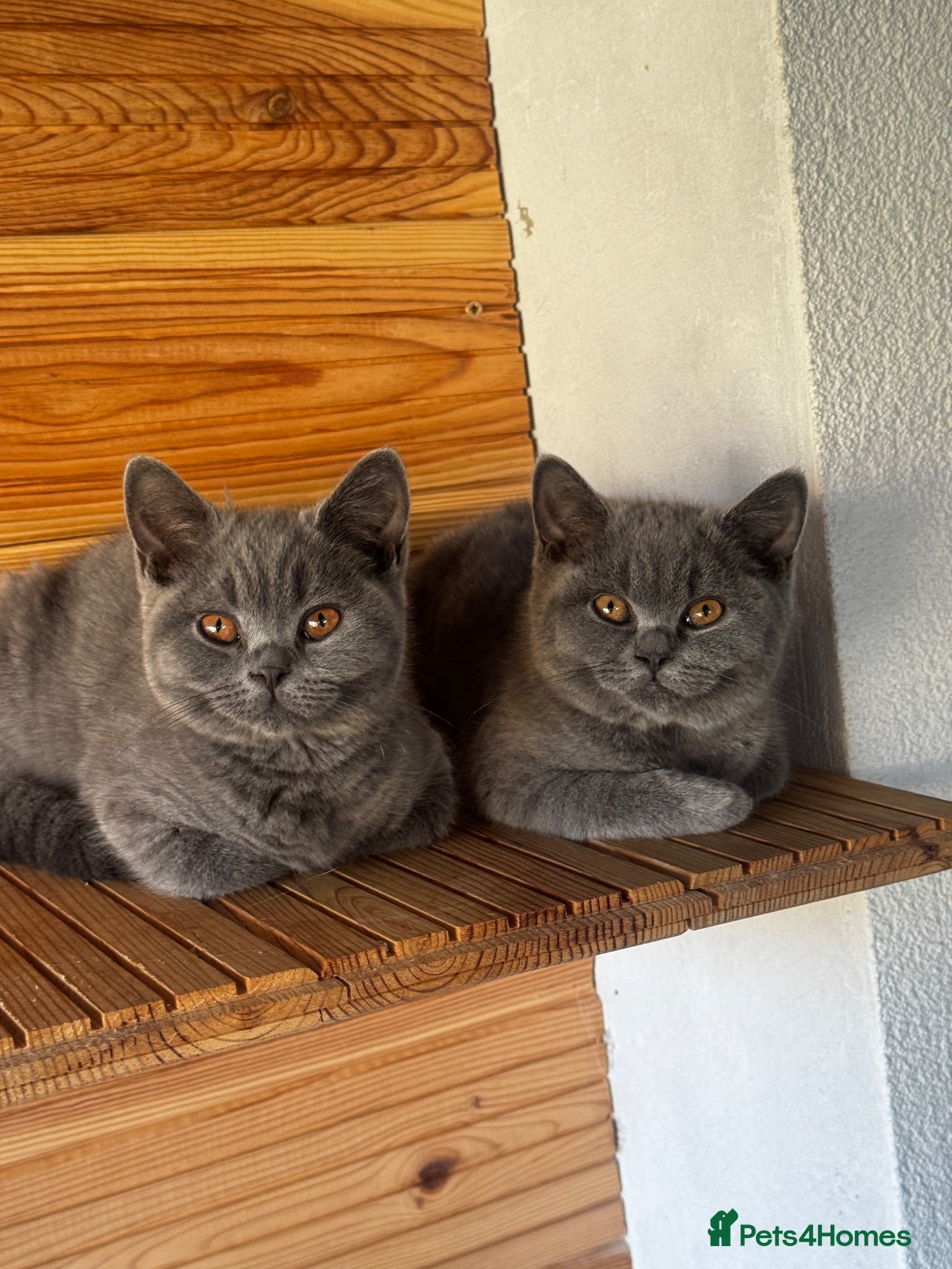 British Shorthair cats Beautiful GCCF ready to leave  - Advert 1