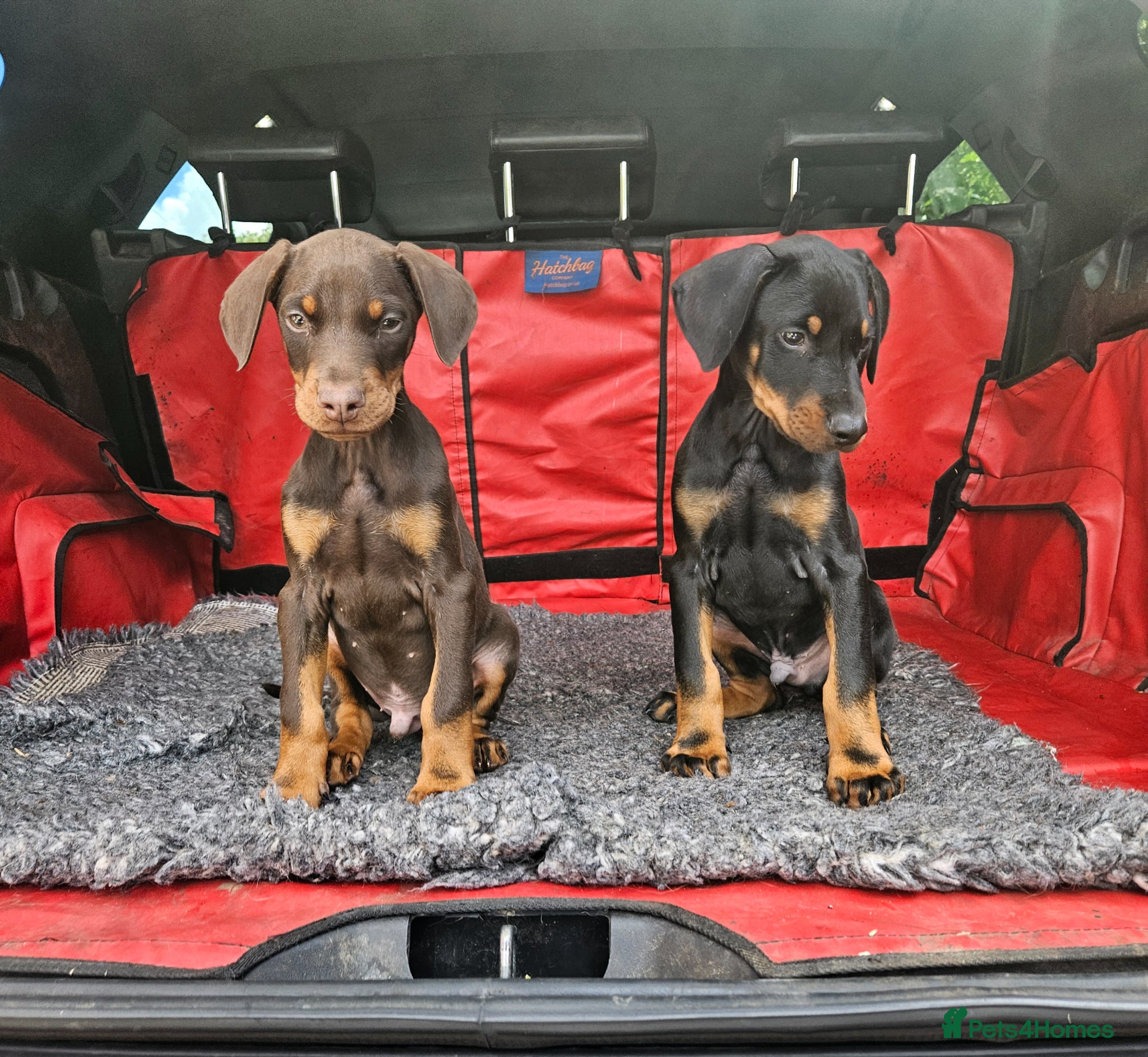 Dobermann dogs 🐾 Doberman Puppies – Waiting List Now Open 🐾 - Advert 12