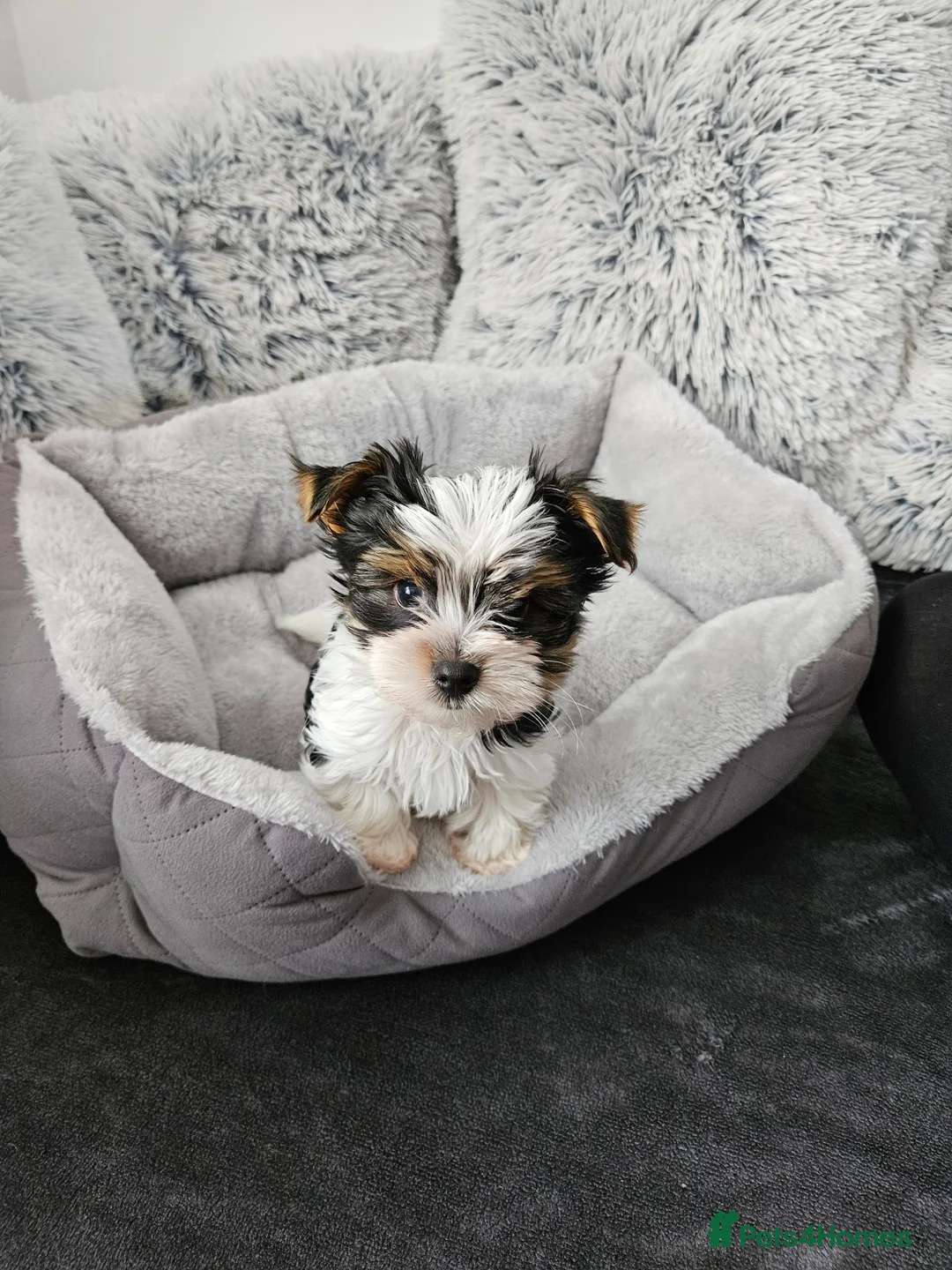Biewer Terrier dogs for sale: Biewer Yorkshire Terier - Advert 9