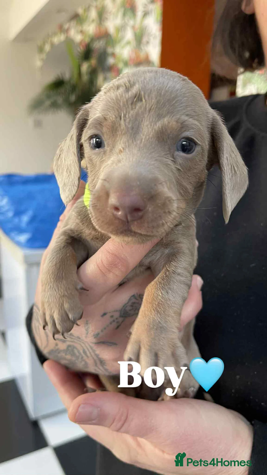 Miniature Dachshund dogs for sale: ❤️Minature Dachshunds for Sale ❤️ - Advert 11