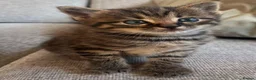 Mixed Breed cats for sale: Beautiful kittens  - Advert 3