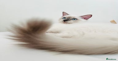 Ragdoll cats in London - Advert 14