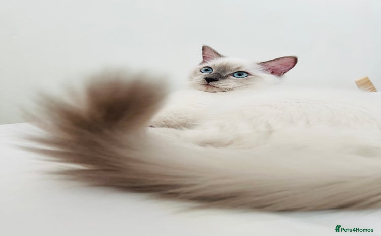 Ragdoll cats in London - Advert 4