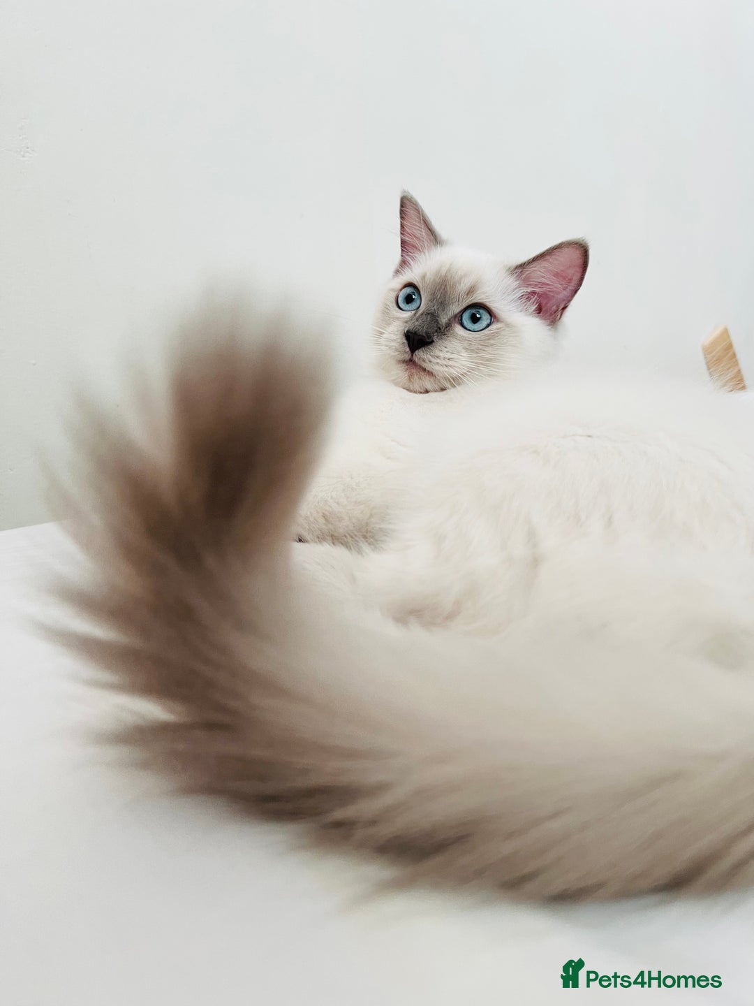 Ragdoll cats for sale: SILKY GCCF PEDIGREE RAGDOLL - Championline  in London - Image 35