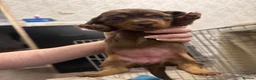 Miniature Dachshund dogs for sale: Miniature long hair dachshund Puppies  - Advert 31