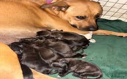 Mixed Breed dogs for sale: Staffordshire cross puppies  - Image 7