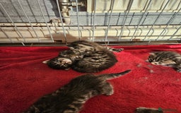 Mixed Breed cats for sale: Four beautiful kittens Ready to go - Image 6