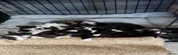 Persian cats for sale: Persian x kittens - Advert 3