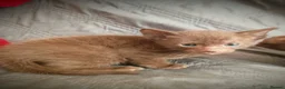 Suffolk cats for sale: GCCF registered Chocolate Suffolk Kittens - Advert 3