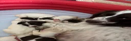 English Springer Spaniel dogs for sale: KC Working ESS puppies Ready to be rehomed now - Advert 5