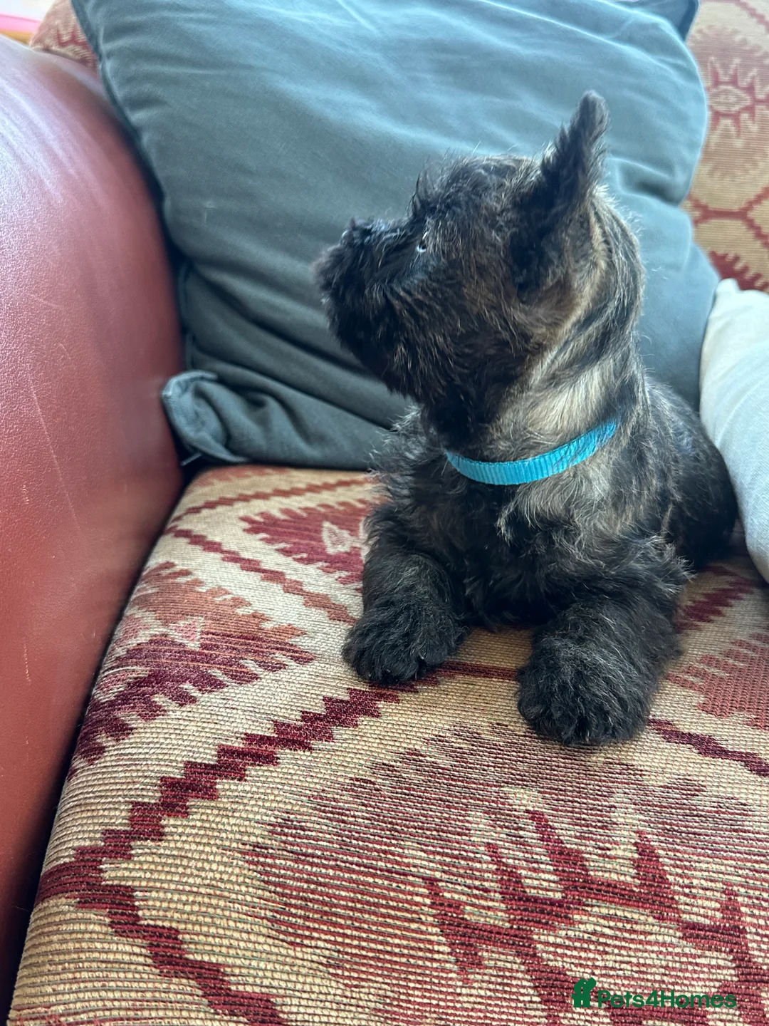 Cairn Terrier dogs for sale: Quality Beautiful KC Reg Cairn Terrier Puppies.  - Advert 14