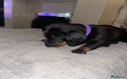 Mixed Breed dogs for sale: Doxiepoo puppies  - Image 10