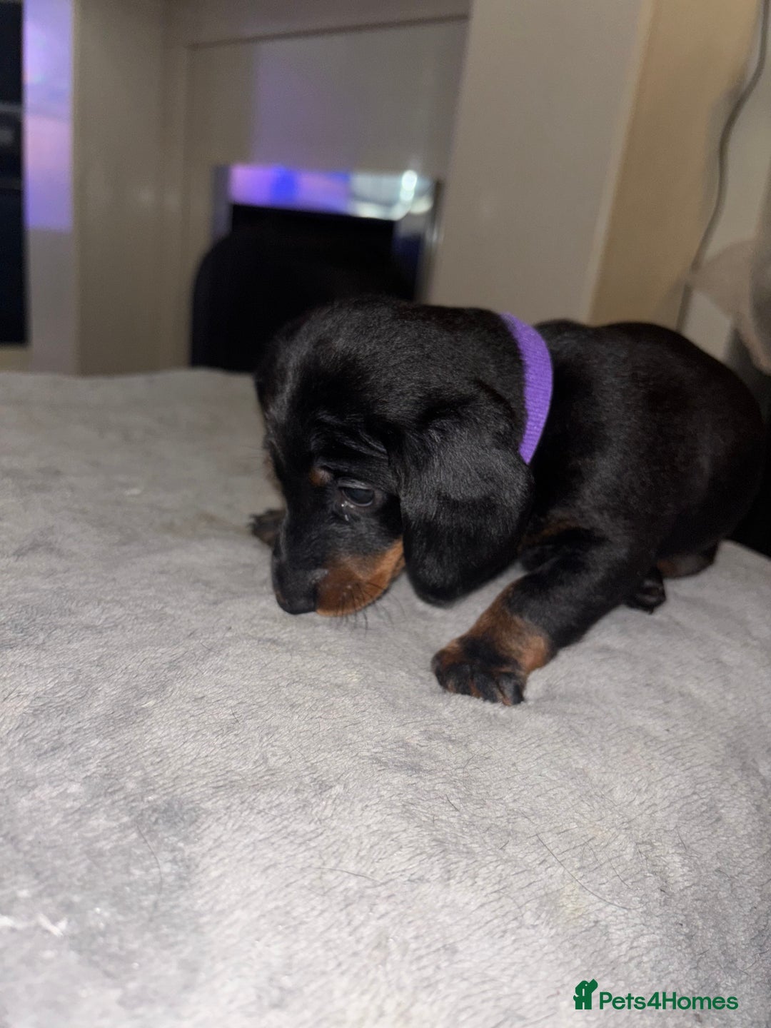 Mixed Breed dogs for sale: Doxiepoo puppies  - Image 10