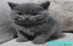 British Shorthair cats for sale: British blue pedigree shorthairs 4 males  - Advert 1