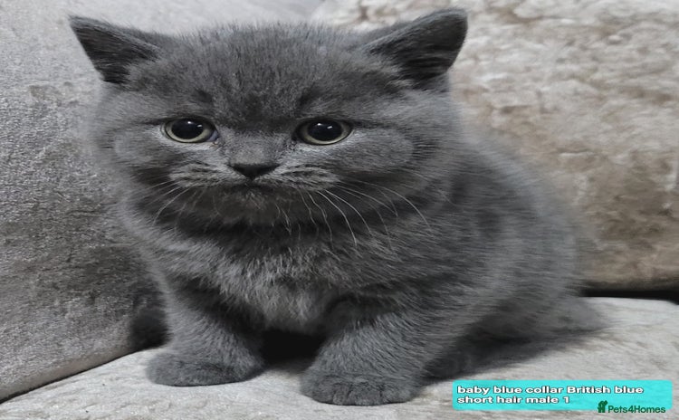 British Shorthair cats British blue pedigree shorthairs 4 males  - Advert 3