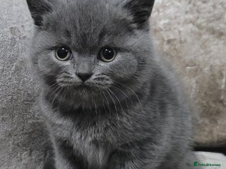 British Shorthair cats British blue pedigree shorthairs 4 males - Advert 7