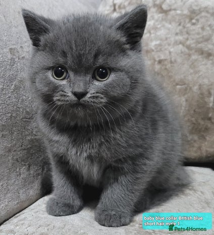 British Shorthair cats British blue pedigree shorthairs 4 males - Advert 3