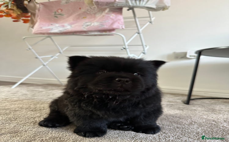 Chow Chow dogs - Advert 1