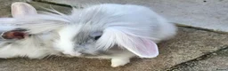 Lionhead rabbits for sale: Last Lionhead baby needs a home male - Advert 3