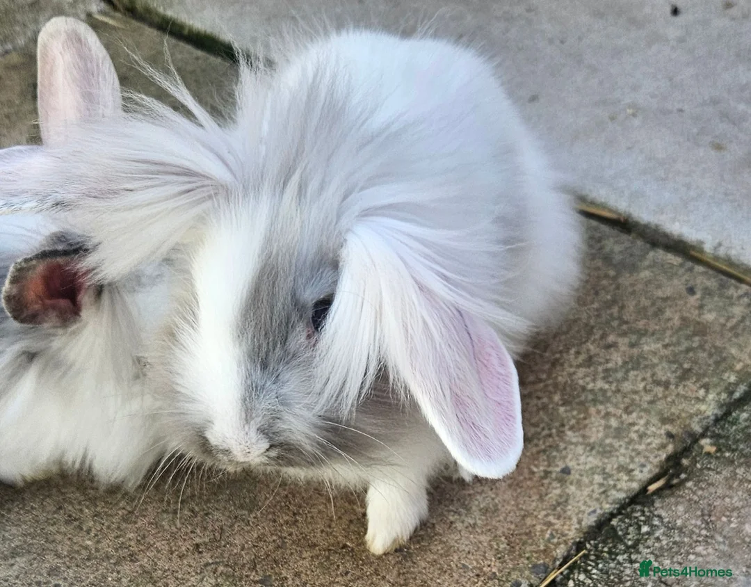Lionhead rabbits for sale: Last Lionhead baby needs a home male - Advert 3