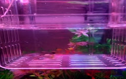Other/Mixed Breed fish for sale: Guppies for sale - Image 1