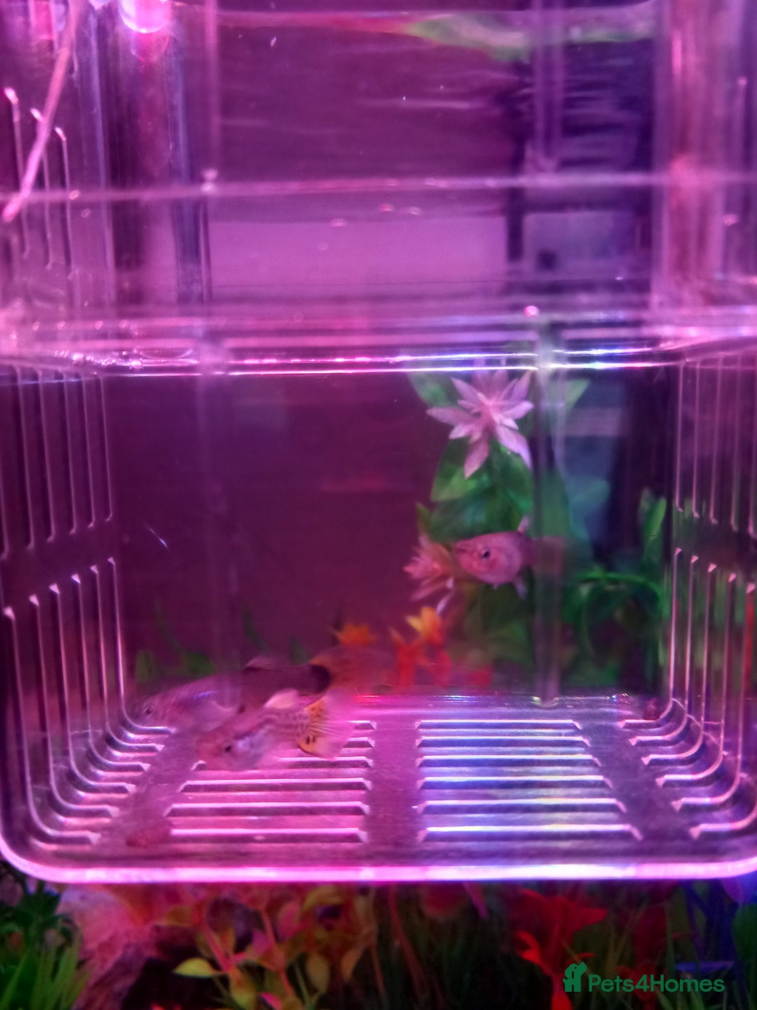 Other/Mixed Breed fish for sale: Guppies for sale - Image 1